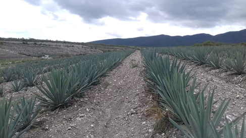 Plantación de agave