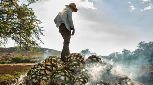 Maestro mezcalero